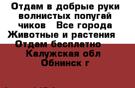 Отдам в добрые руки волнистых попугай.чиков - Все города Животные и растения » Отдам бесплатно   . Калужская обл.,Обнинск г.